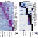준PC ZONE | A blueprint for tumor-infiltrating B cellsacross human cancers -2