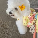 하이까미 이미지