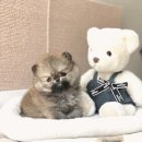 강아지요미독광명