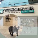 비타동물의료센터 | 광주 비타 동물 의료센터 진료 내돈내산 후기, + 광주 과잉진료 없는 동물병원 추천, 유선염 치료후기