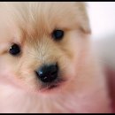 펫츠월드 이미지