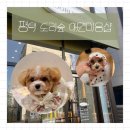 봉구애견미용샵 | [평택] 도리숲 애견미용샵 🐶 말티푸 미용 후기 👍💕