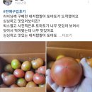 대저토마토 (한정수량) 이미지