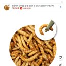 선비꼬마김밥 구미구평점 | [일상]강남콩 키우기, 선풍기 청소, 밀웜 구매 후기, 산동 선비꼬마김밥