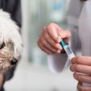 24시 송도힐 동물메디컬센터 이미지