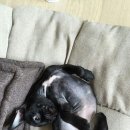 이창훈 동물병원 이미지