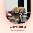 #DOG | 15살 코냐의 사지형 휠체어 후기 | 워크앤런 | 강아지 휠체어