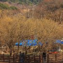 구례산수유