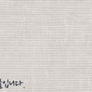 강남 요미독앤캣 강아지 분양 고양이 분양 이미지