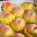 대풍원예 이미지