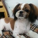 애견마을 이미지