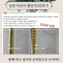 사비아로마