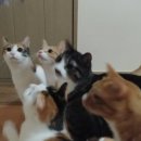 고양이 유치원 이미지