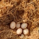 삼배농장 이미지