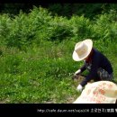 꽃차와 산야초 이미지