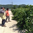 하만농장 이미지