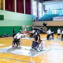 해안동 왕벚나무 이미지