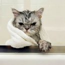 BEMYCAT 네이버블로그
