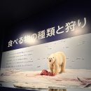 해밀톤수영장(실외) | 삿포로마루야마동물원 12월 겨울 동물 펭귄, 북극곰 보고 온 후기