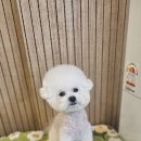 빠몽(PAWMONG) 이미지