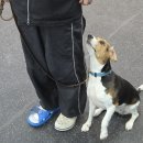 블루 독 스쿨 이미지