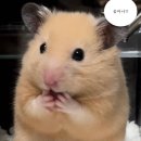연꿀빵