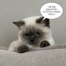 일본야구직관/야키니쿠 무한리필/스시로/일본 오락실/명탐정코난 콜라보카페/디즈니씨/요코하마...