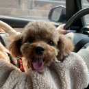 명봉산솔밭관광농원오토캠핑장 이미지