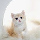 강서고양이분양 나비캣 이미지