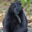 로댕의 생각하는 사람? 난 생각하는 원숭이! 이미지