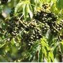 한국한약 이미지