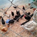 하마 농장 이미지