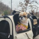놀러와라이브 네이버블로그
