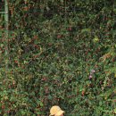 이티농장 이미지