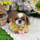 뉴데이 반려견 미용실 이미지