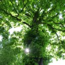 행복 빛으로부터 이미지