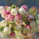 야생화편지 이미지