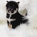 애기 강아지 반려견전문샵 이미지