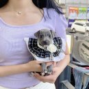 오독안심분양센터 강아지분양 고양이분양 광주점 이미지