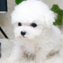 강쥐애견샵 이미지