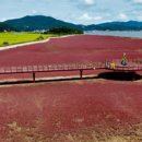 석모도바람길 | 바다와 붉은 융단이 만나는 섬, 석모도