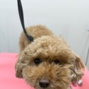 슈블리펫살롱 이미지