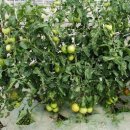 김해농장2 이미지