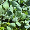 도안농장 이미지