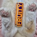 고양이 발바닥 | [협찬]강아지 발바닥 보습크림 🧡프루티바스켓🧡 &#34;캐롯 풋크림&#34; 고양이 발바닥크림 후기