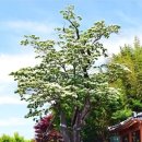 교항1리 이미지