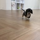 보니또따 이미지