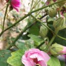 사계절순대국 이미지