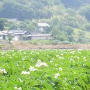 감자꽃필무렵 이미지