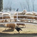 천년목장 이미지